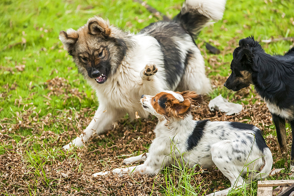 Dogs fighting in a meadow; Otavalo, Imbabura, Ecuador