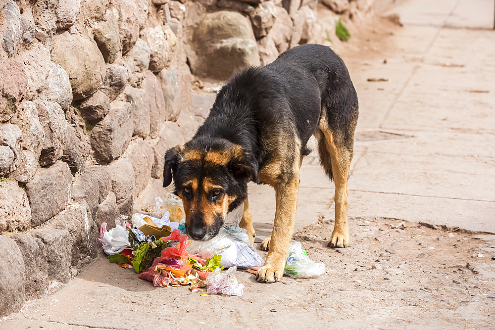 A dog stands by a ripped open garbage bag with refuse on the ground and has a guilty look; Otavalo, Imbabura, Ecuador