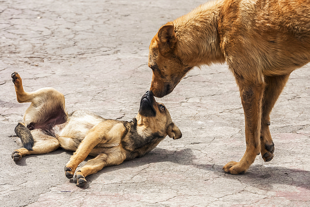 Dogs playing in the street; Otavalo, Imbabura, Ecuador