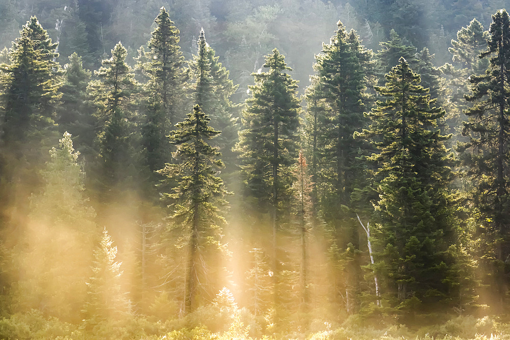 Spruce forest with morning mist and sun rays; Quebec, Canada