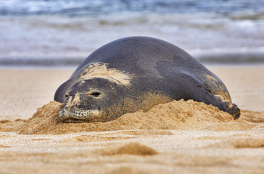 Close-up of a Hawaiian Monk Seal (Neomonachus schauinslandi) on the beach; Kihei, Maui, Hawaii, United States of America