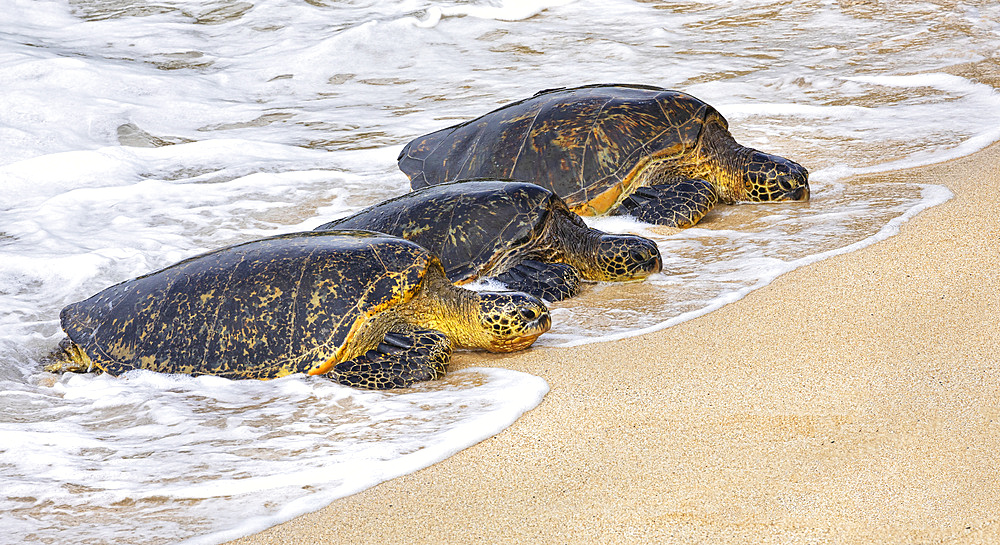 Three Green sea turtles (Chelonia mydas) lying in a row on the beach in the surf; Kihei, Maui, Hawaii, United States of America