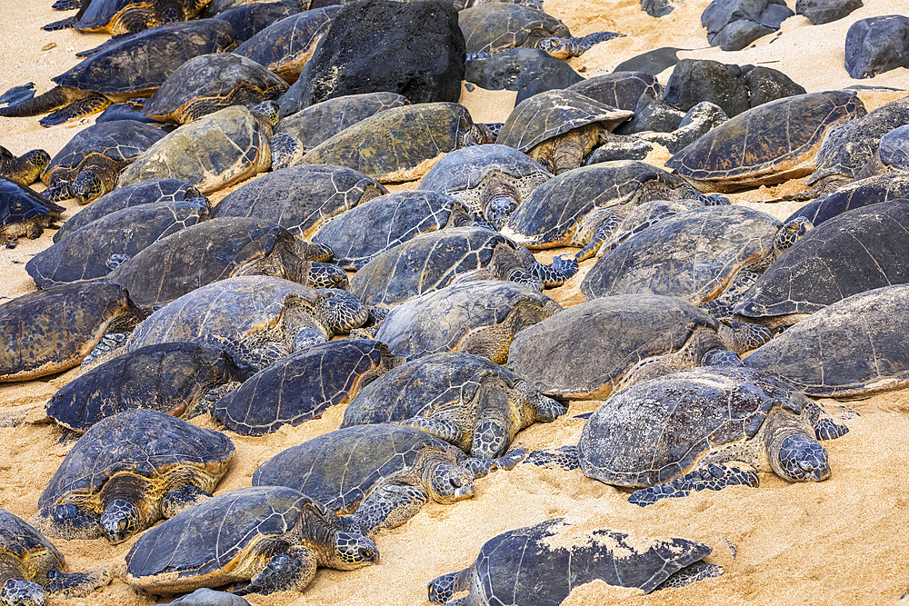 Numerous Green sea turtles (Chelonia mydas) sleeping on the sand on the beach; Kihei, Maui, Hawaii, United States of America