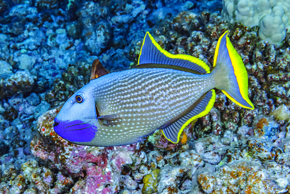 Male Bluegill Triggerfish (Xanthichthys auromarginatus) with an erect spinous dorsal fin photographed under water off Maui, Hawaii, USA. He was circling above his prepared spawning area suggesting that this is a courtship display; Maui, Hawaii, United States of America