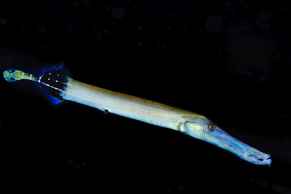 Chinese Trumpetfish (Aulostomus chinensis) hovers against a background of darkness at Molokini Crater which is is located offshore of Maui; Molokini Crater, Maui, Hawaii, United States of America