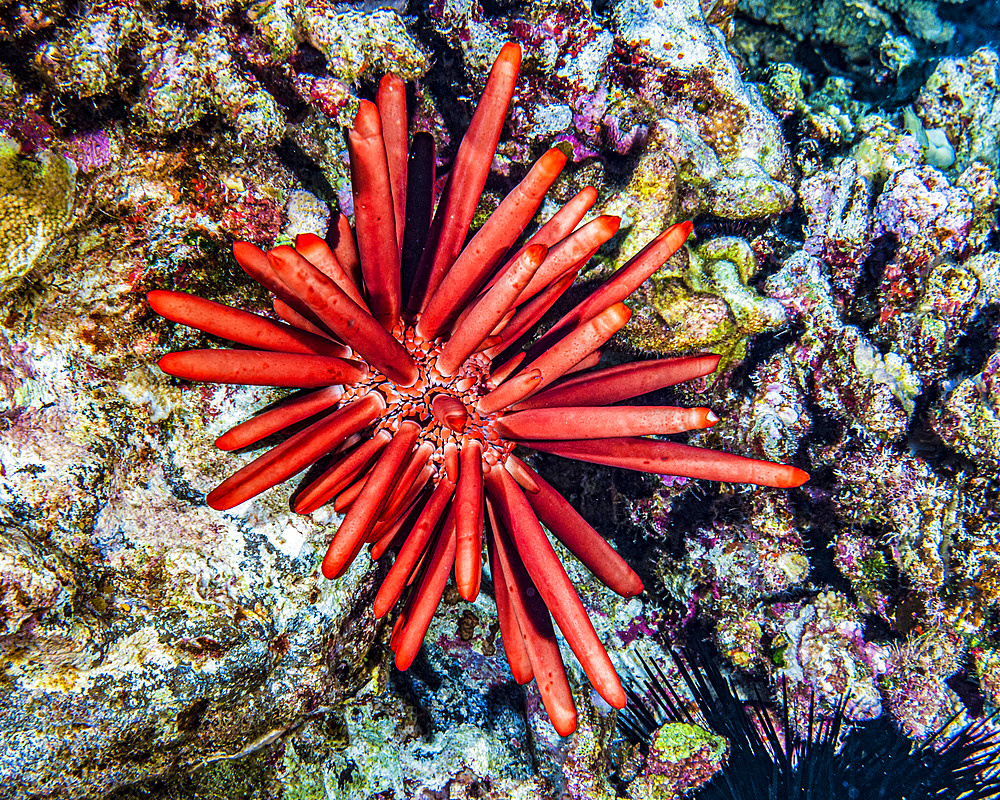 A Red Slate Pencil Urchin (Heterocentrotus mamillatus) rests on Molokini Backwall which is located offshore of Maui; Hawaii, United States of America