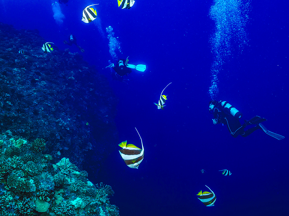 Scuba divers swim through Pennant Butterflyfish (Heniochus diphreutes) feeding on zooplankton off the backwall of Molokini Crater near Maui Island; Molokini Crater, Maui, Hawaii, United States of America