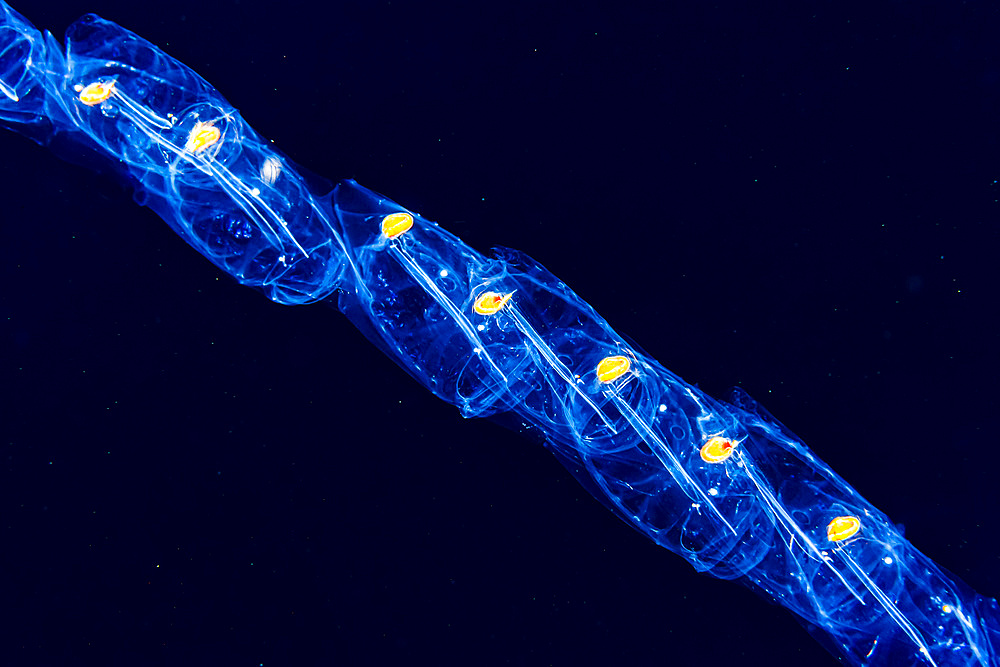 A chain of salps (Salpa sp.) that was photographed under water during a blackwater dive off the Kona coast, the Big Island; Island of Hawaii, Hawaii, United States of America