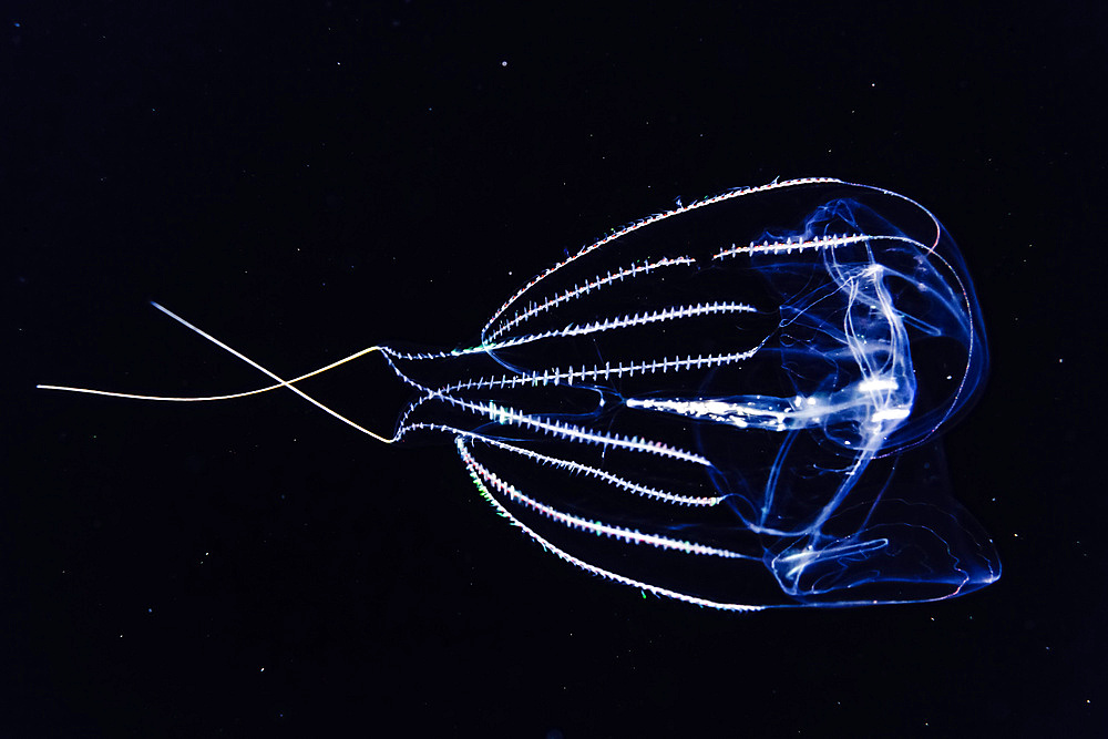 A Red-Spot Comb Jelly (Eurhamphaea vexilligera) passes by during a blackwater dive off the Kona coast, the Big Island; Island of Hawaii, Hawaii, United States of America