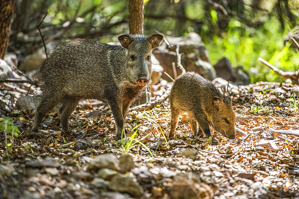 Female Javalina, or Collared Peccary (Pecari tajacu), with young foraging for acorns at Cave Creek Ranch in the Chiricahua Mountains near Portal; Arizona, United States of America