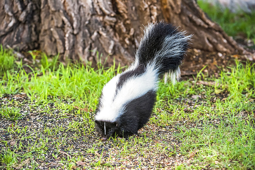 Striped Skunk (Mephitis mephitis) at Cave Creek Ranch in the Chiricahua Mountains near Portal; Arizona, United States of America