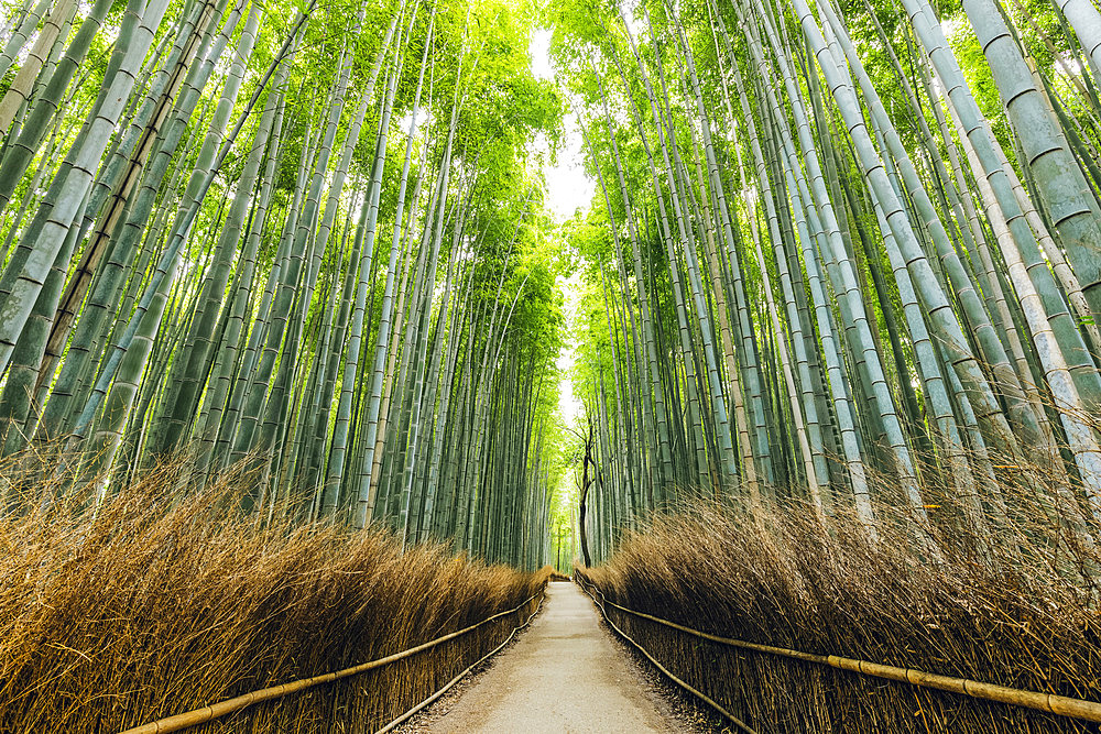 Kameyama bamboo forest; Kyoto, Kansai, Japan