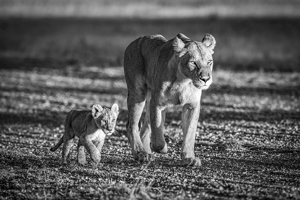 A lioness (Panthera leo) walks down a gravel airstrip next to her young cub. They both have golden coats, made to glow in the warm early morning light. Shot with a Nikon D850 in Serengeti National Park; Tanzania