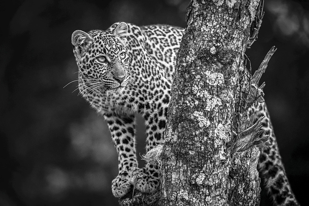 A leopard (Panthera pardus) stands in a tree that is covered in lichen. It has black spots on its brown fur coat and is turning its head to look up. Shot with a Nikon D850 in the Masai Mara; Kenya