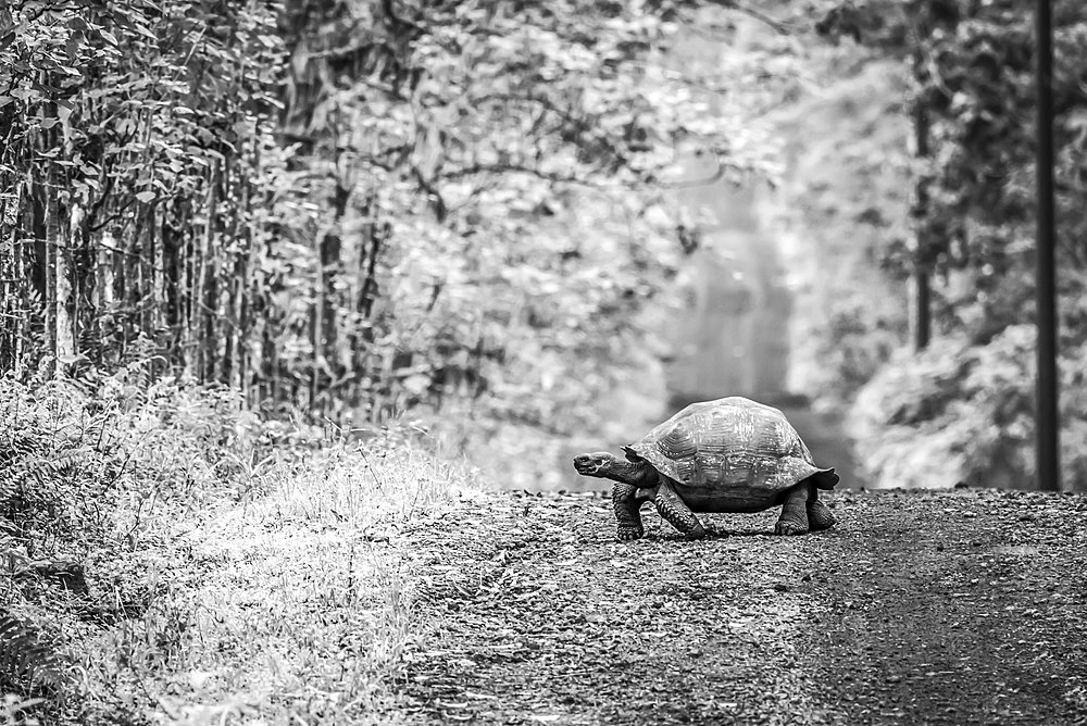 A Galapagos tortoise (Geochelone nigrita) lumbers slowly across a long, straight dirt road that stretches off to the horizon. Beyond the grass verge, there is dense forest on either side. Shot with a Nikon D810 in the Galapagos Islands; Galapagos Islands, Galapagos, Ecuador