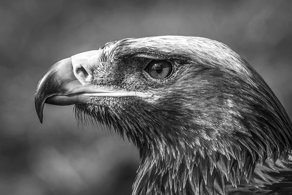 Close-up of a golden eagle's (Aquila chrysaetos) head with a catchlight in its eye in bright sunshine against a blurred grassy background. Shot with a Nikon D800 at Battle Abbey; Battle, East Sussex, England,