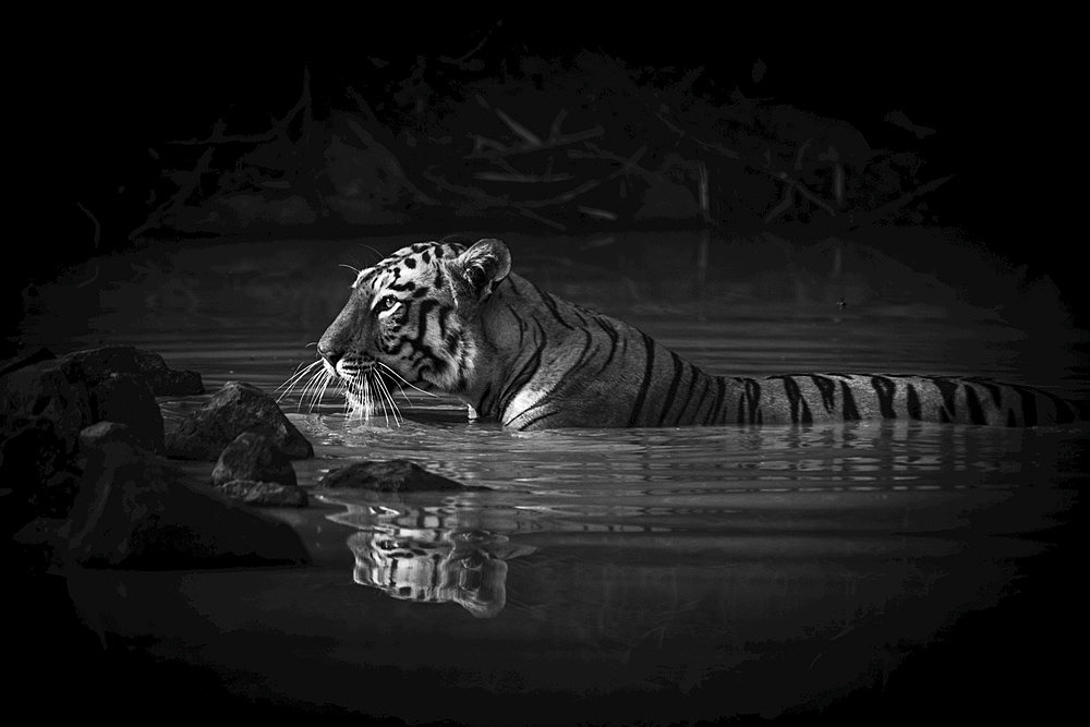 A Bengal tigress (Panthera tigris tigris) with a catchlight in her eye lies up to her neck in the dark shadows of a water hole. Her name is Maya 'The Enchantress', and she has orange and black stripes with white patches on her head. Shot with a Nikon D810 in Tadoba Andhari Tiger Reserve in India; Chandrapur, Maharashtra, India