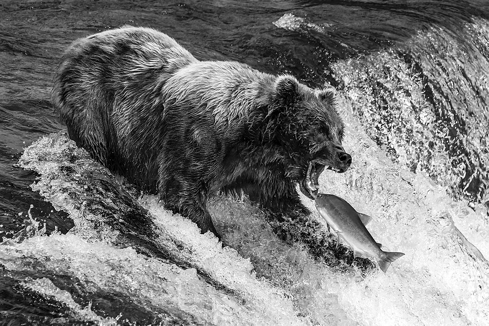 A brown bear (Ursus arctos) about to catch a salmon in its mouth at the top of Brooks Falls, Alaska. The fish is only a few inches away from its gaping jaws. Shot with a Nikon D800 in Alaska; Kodiak, Alaska, United States of America