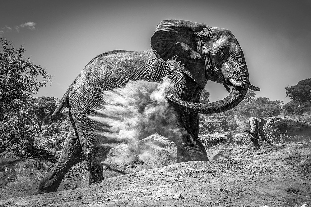 An African bush elephant (Loxodonta africana) is throwing dust over itself with its trunk on a bare earth slope with trees in the background under a clear sky. It has mud stains on its trunk, and the dust is exploding in a cloud against its wrinkled grey skin. Shot with a Nikon D810 in Chobe National Park; Botswana