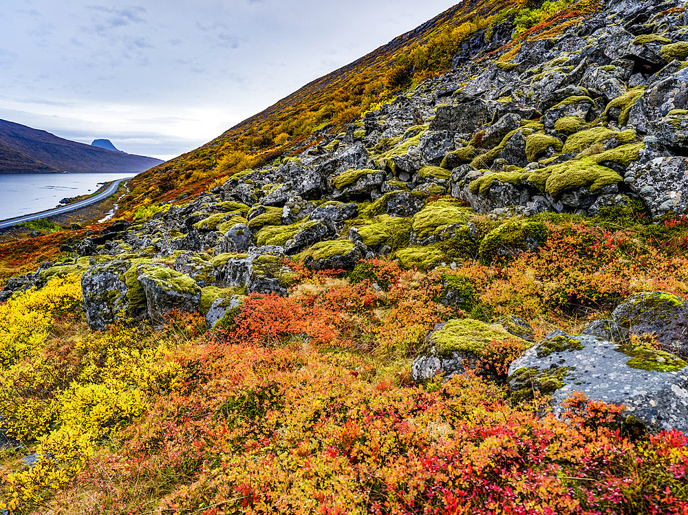 Colourful tundra on the hillside along the Alftafjorour fjord; Sudavik, Westfjords Region, Iceland