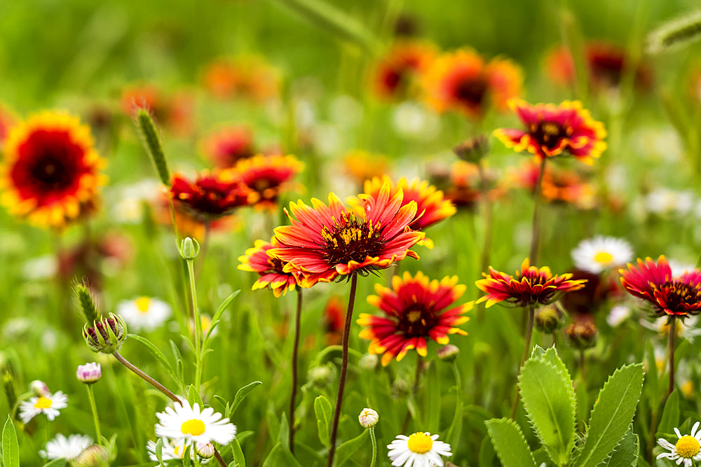 Beautiful red and white wildflowers growing in a field of grass; Oklahoma, United States of America