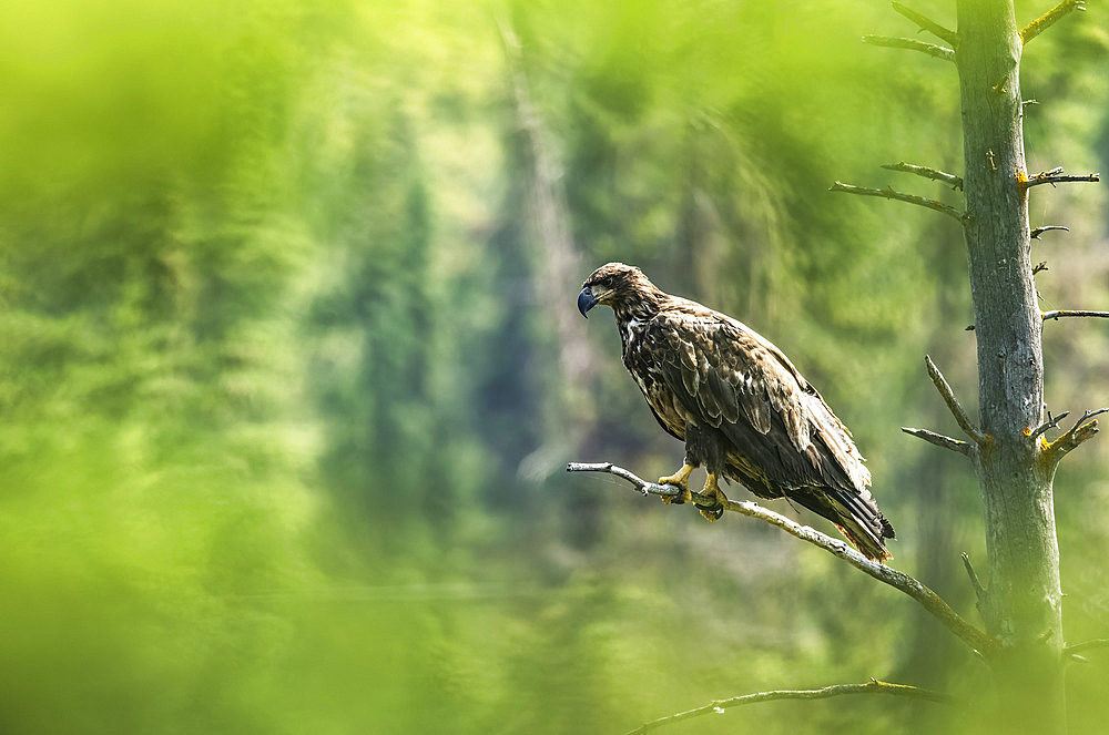 Immature Bald Eagle (Haliaeetus leucocephalus) perched on a tree branch framed in blurred green foliage; Whitehorse, Yukon, Canada