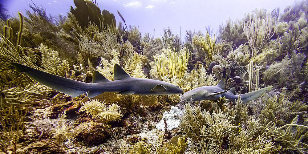 Nurse sharks (Ginglymostoma cirratum), viewed while scuba diving at Silk Caye, Placencia Peninsula; Belize