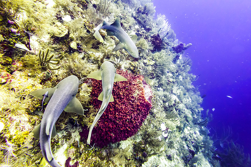 Nurse sharks (Ginglymostoma cirratum), viewed while scuba diving at Silk Caye, Placencia Peninsula; Belize