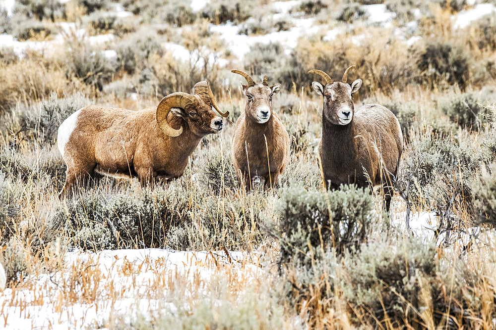 Bighorn Sheep ram (Ovis canadensis) courts a pair of ewes during the rut in the North Fork of the Shoshone River valley near Yellowstone National Park; Wyoming, United States of America