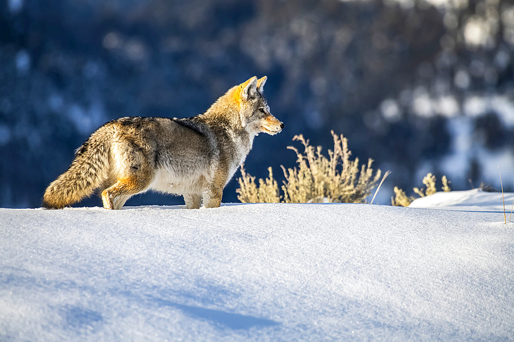 Coyote (Canis latrans) standing in deep snow in Yellowstone National Park; Wyoming, United States of America