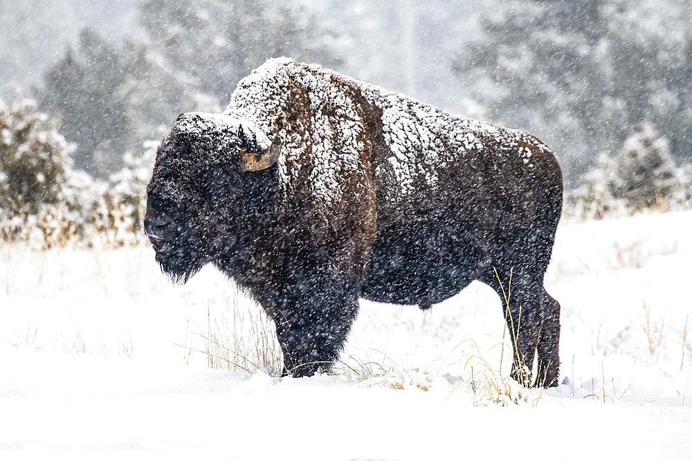 Falling snow clings to an American Bison bull (Bison bison) standing in a meadow in the North Fork of the Shoshone River valley near Yellowstone National Park; Wyoming, United States of America