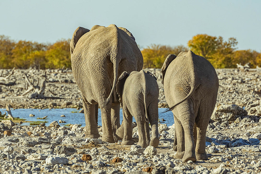 African Elephant family (Loxodonta), Etosha National Park; Namibia