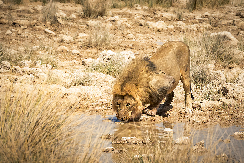 Lion (Panthera leo) drinking at a waterhole, Etosha National Park; Namibia