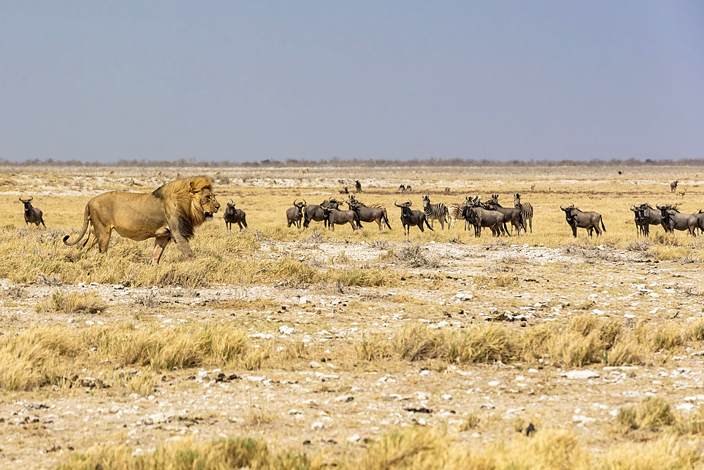 Lion (Panthera leo) passing in front of a herd of Blue Wildebeests (Connochaetes taurinus), Etosha National Park; Namibia