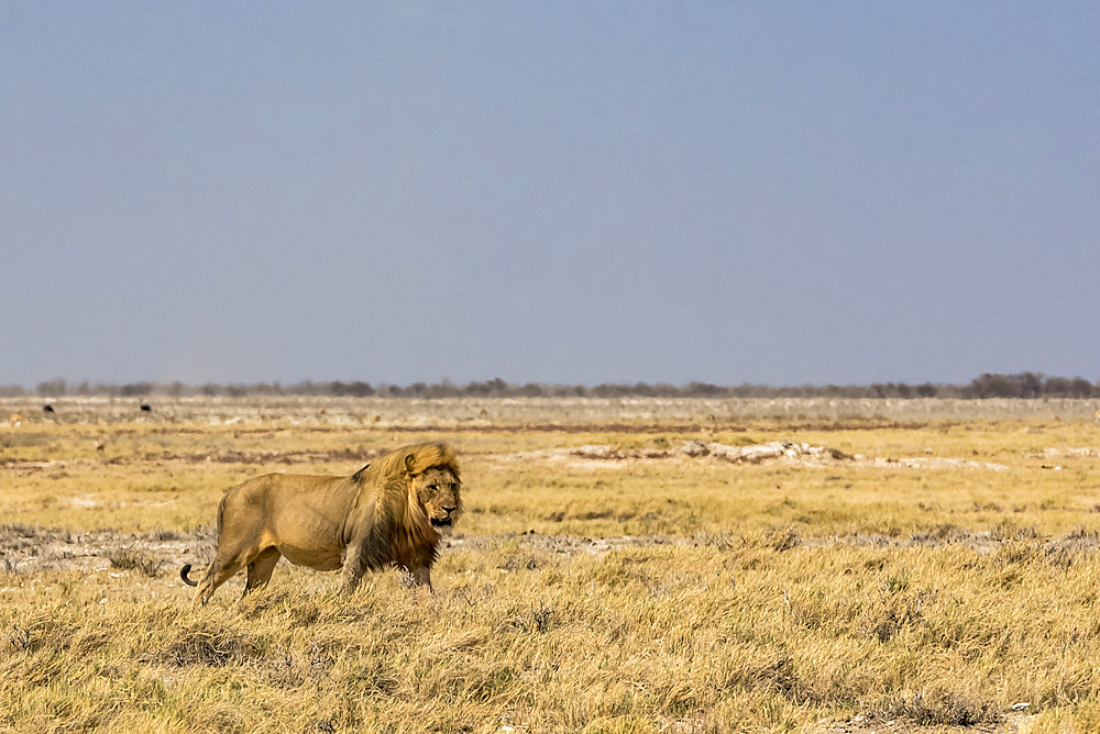 Lion (Panthera leo), Etosha National Park; Namibia