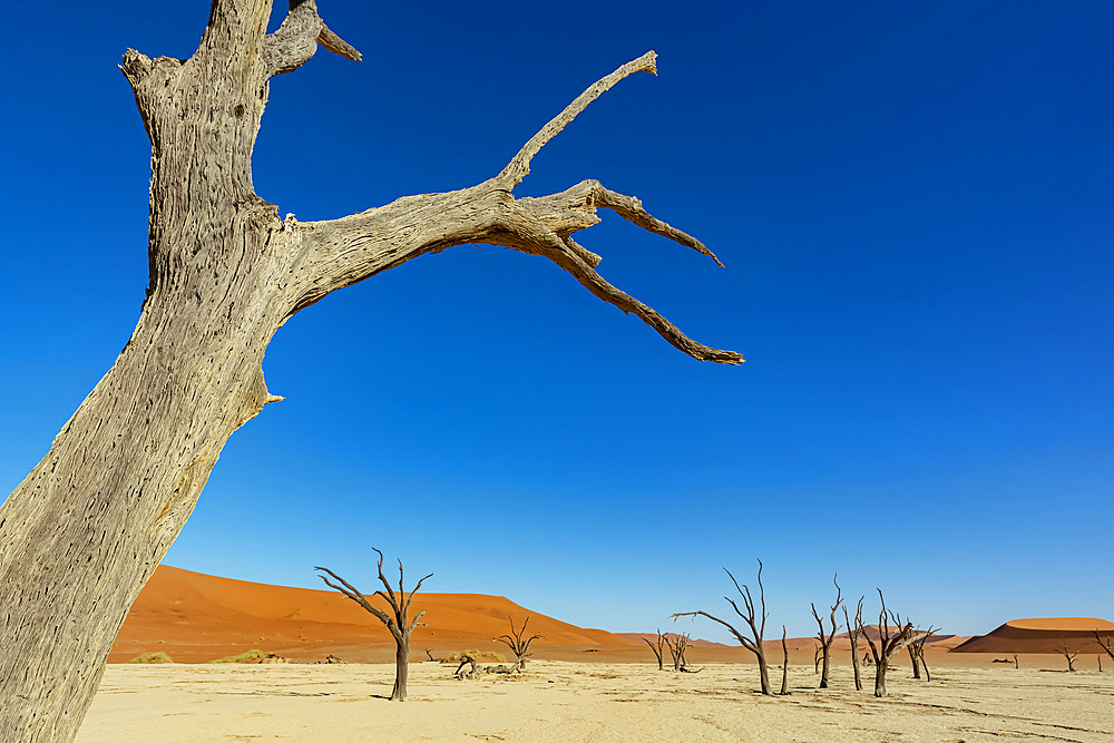 Deadvlei, a white clay pan surrounded by the highest sand dunes in the world, Namib Desert; Namibia