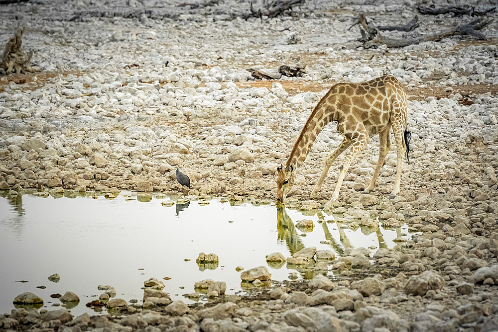 Giraffe and Helmeted Guineafowl (Numida meleagris), Etosha National Park; Namibia