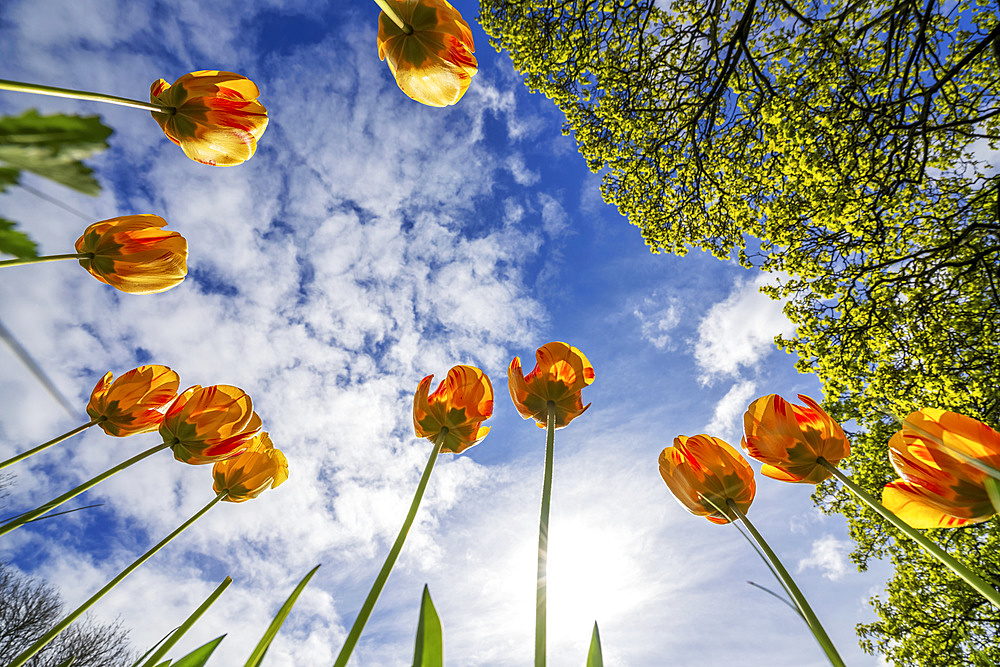 Orange tulips reaching for the blue sky with cloud; Whitburn Village, Tyne and Wear, England