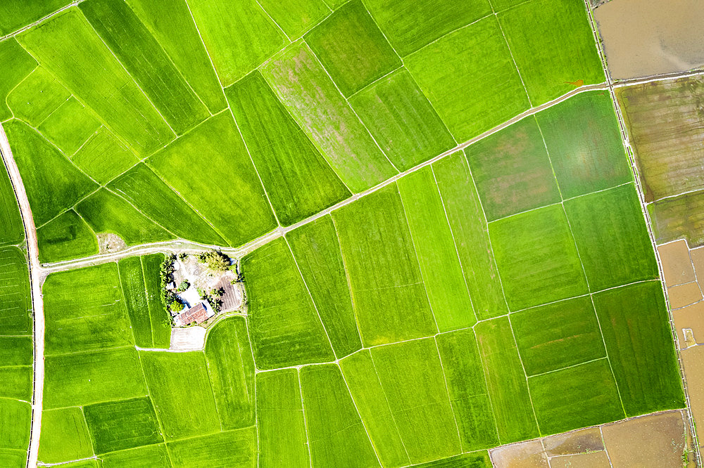 Drone view of bright green, lush rice fields; Ha Giang Province, Vietnam