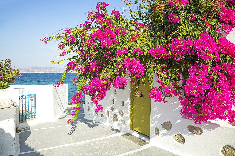 Bright pink flowers blossoming outside a home with a view of the Aegean Sea, Mediterranean; Milos, Greece