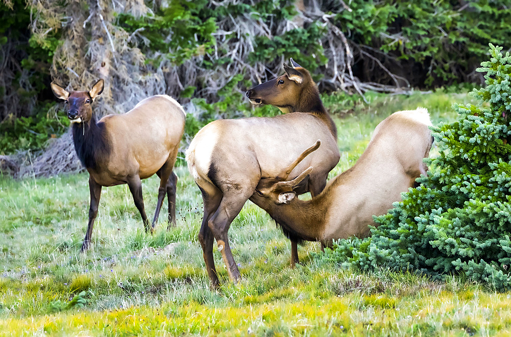 Elk bull and two cows (Cervus canadensis); Estes Park, Colorado, United States of America