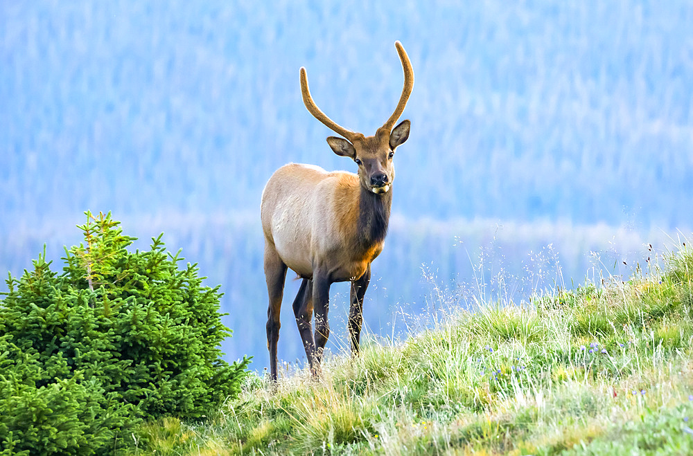 Elk (Cervus canadensis) standing on a grassy hillside; Estes Park, Colorado, United States of America