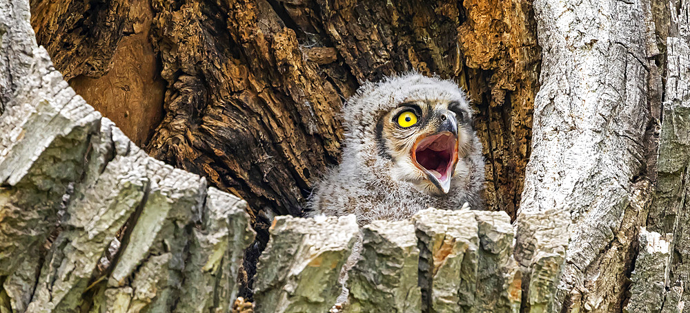 Great Horned Owlet (Bubo virginianus); Fort Collins, Colorado, United States of America