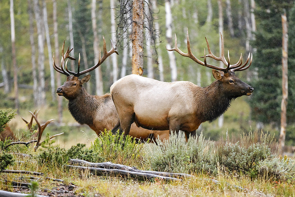 Three Bull Ellk (Cervus canadensis) standing in a forest; Estes Park, Colorado, United States of America