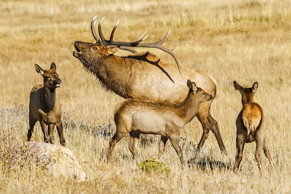 Bull elk (Cervus canadensis) with three calves; Denver, Colorado, United States of America