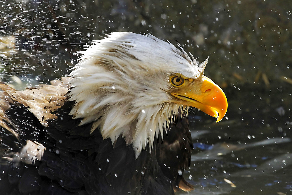 Bald eagle (Haliaeetus leucocephalus) with splashes of water; Denver, Colorado, United States of America