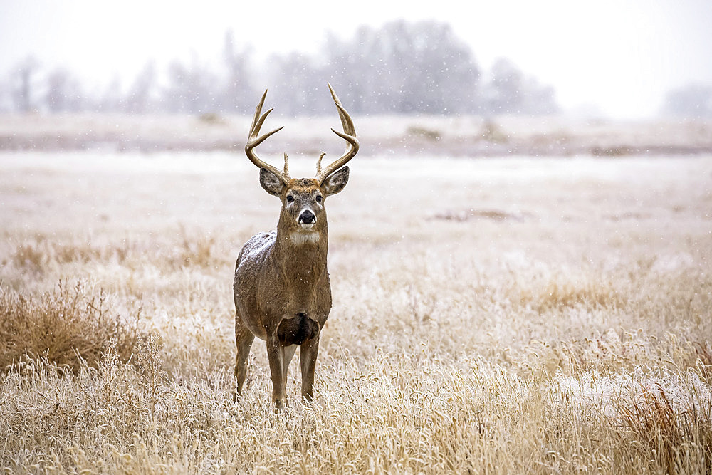 White-tailed deer buck (Odocoileus virginianus) standing in a field during a light snowfall; Emporia, Kansas, United States of America