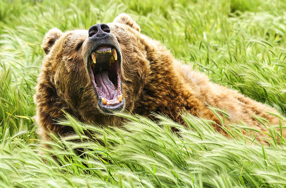 Growling bear (Ursus arctos); Fort Collins, Colorado, United States of America