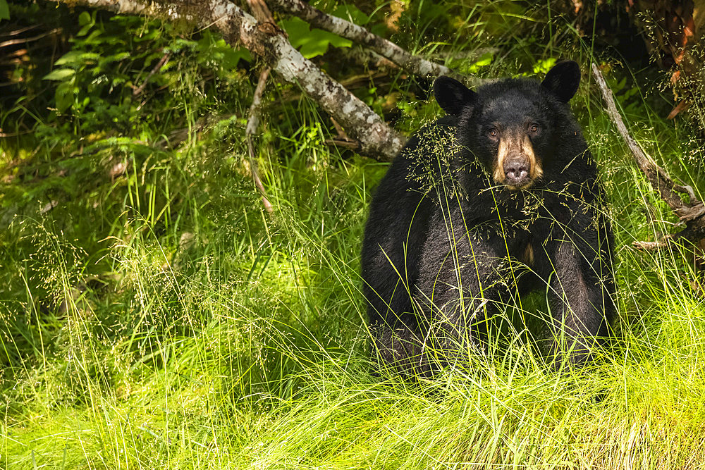 Black Bear (Ursus americanus), Prince William Sound; Alaska, United States of America