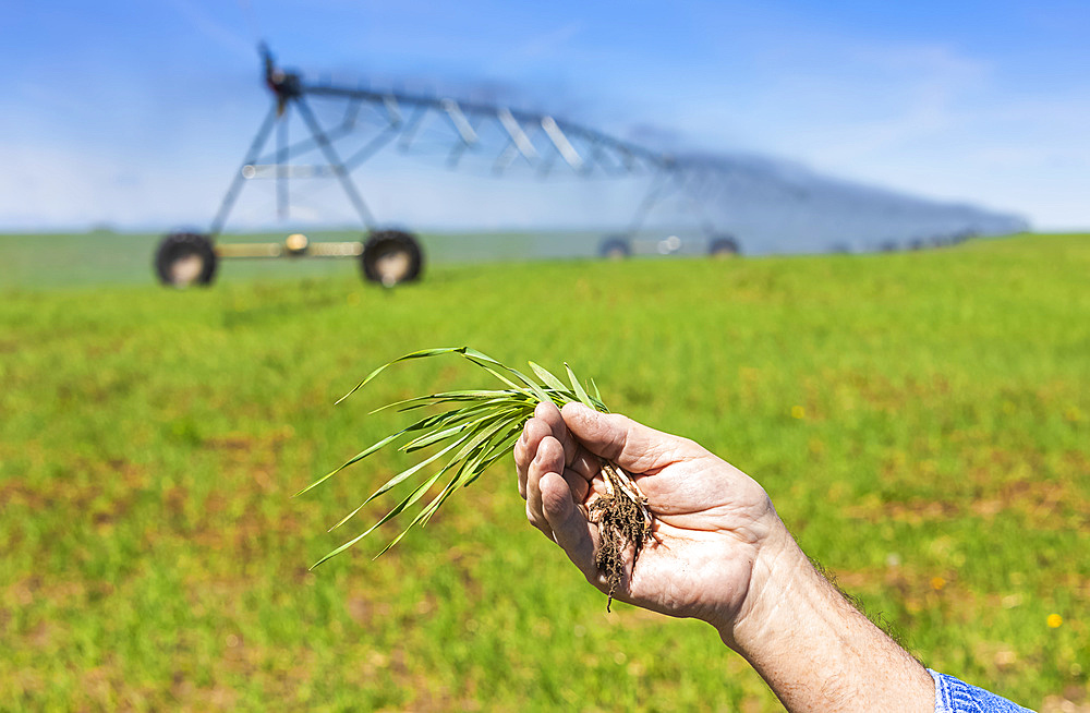 Farmer holding a seedling in his hand on an irrigated farm field; Alberta, Canada